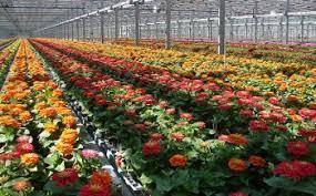 Plant Sale Continues Thru May 23rd